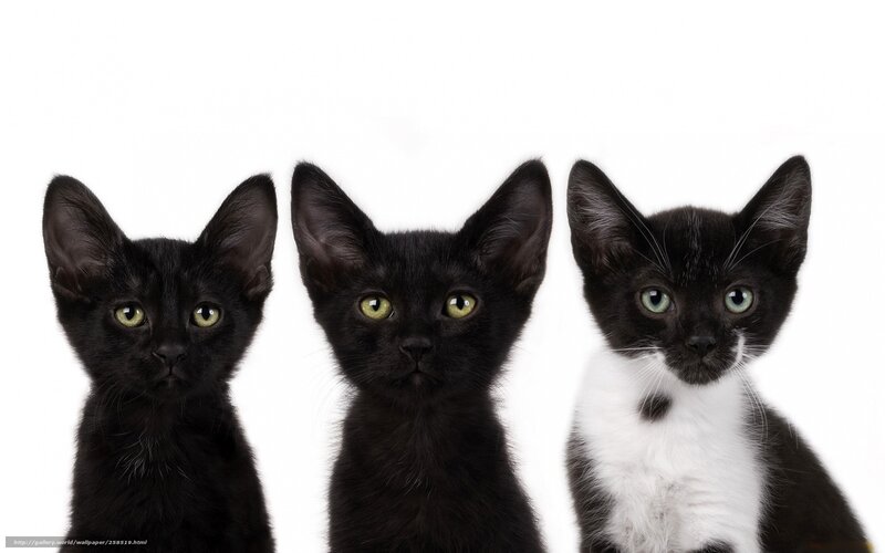 three black kittens on white