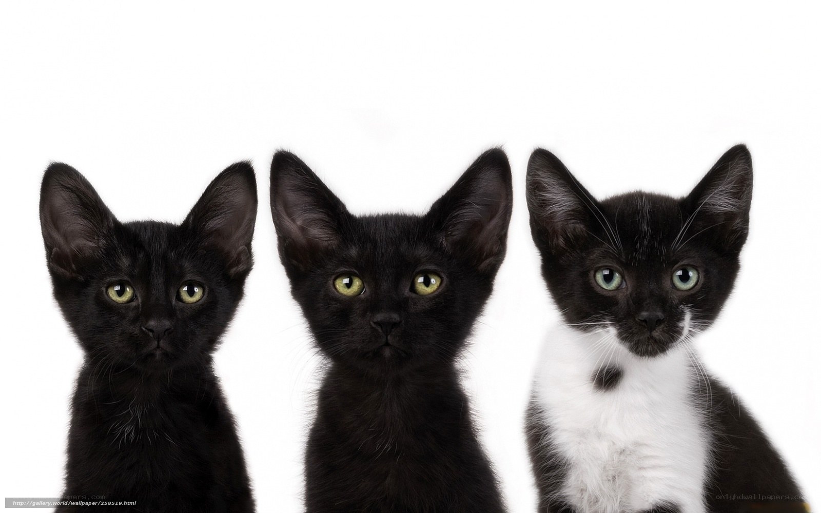 three black kittens on white
