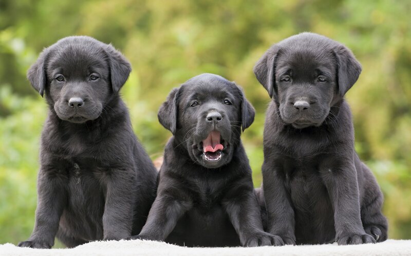 Three Black Lab Puppies — Calm, Photograph