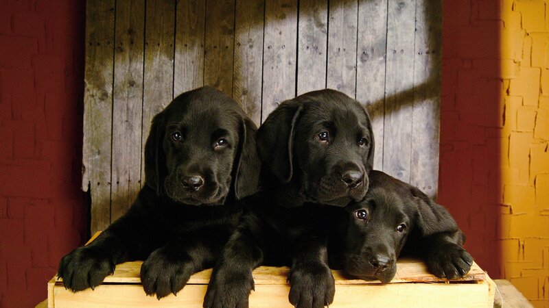 Three Black Lab Puppies — Calm, Photograph, Wooden Crate