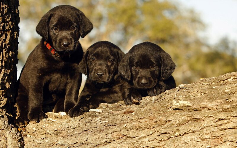 Three Black Lab Puppies — Calm