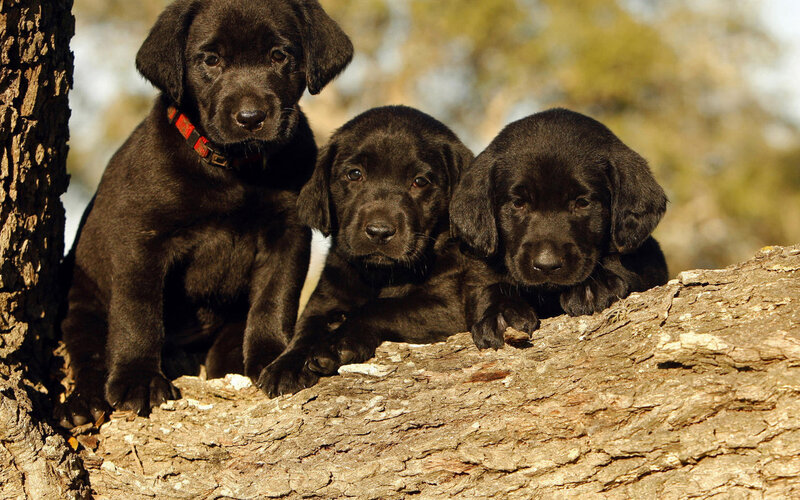 Three Black Lab Puppies