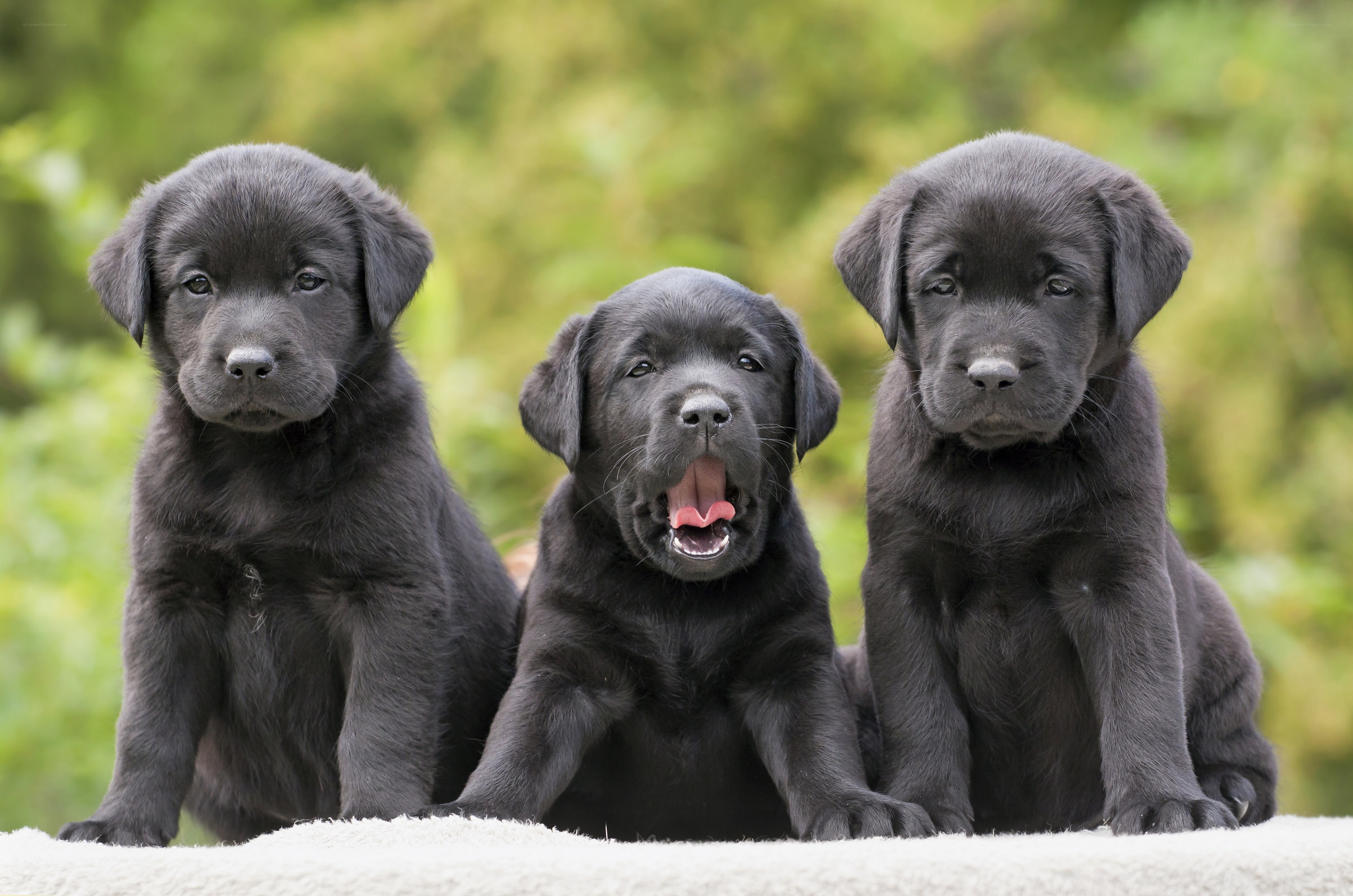 Three black Labrador puppies