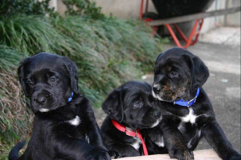 three black puppies sitting together