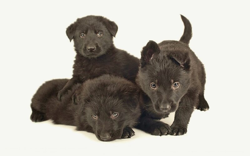 Three Black Puppies