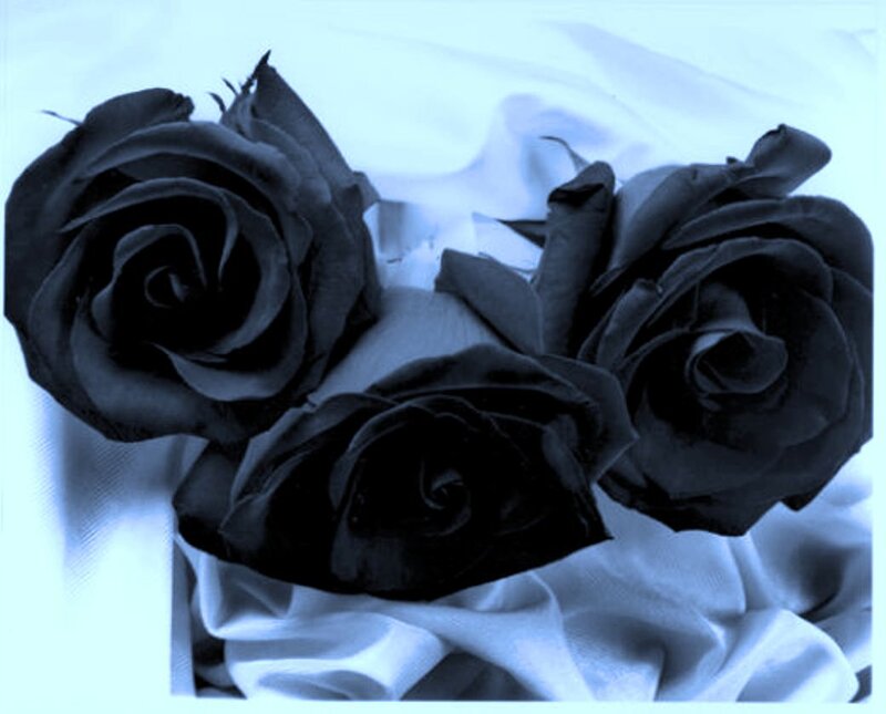 Three Black Roses