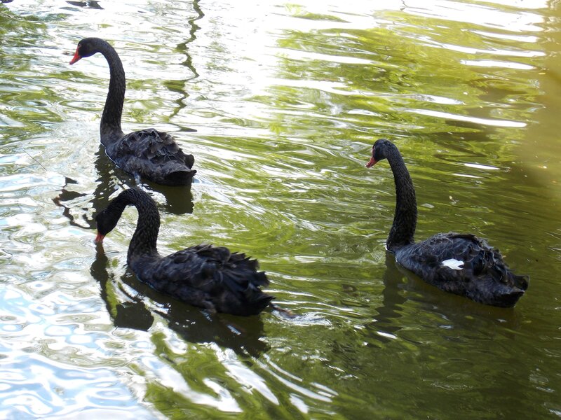 Three Black Swans
