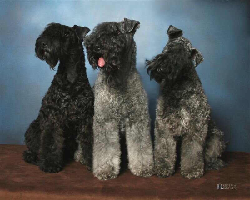 three black terriers sitting