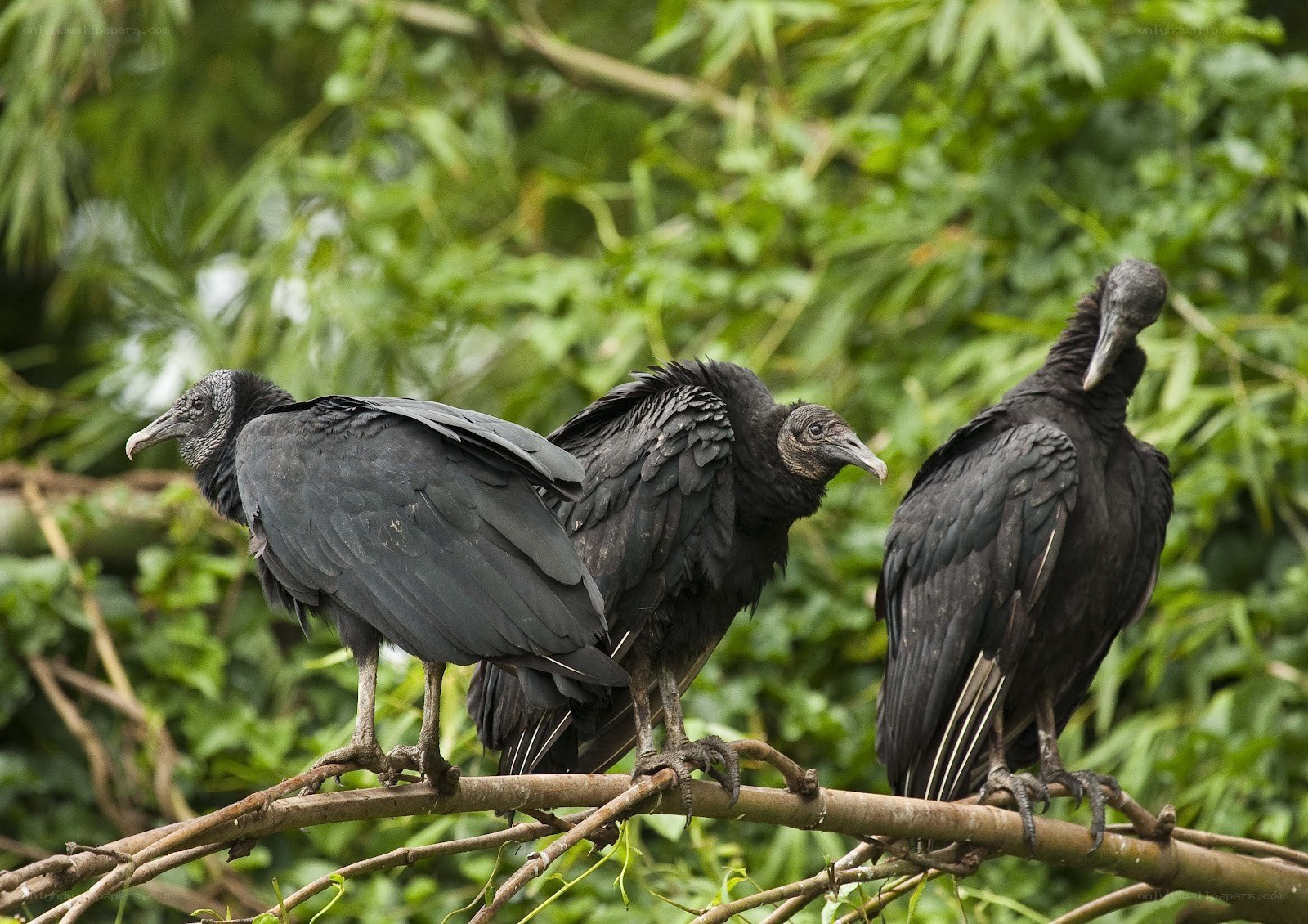 Three black vultures on a branch