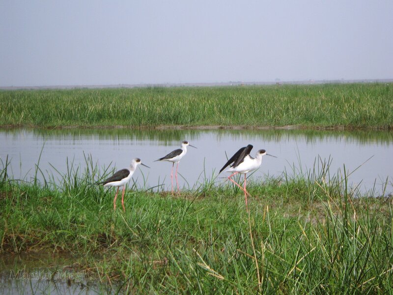 Three Black-winged Stilt Birds