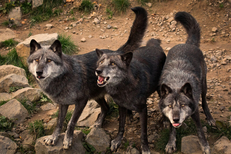 Three Black Wolves — Alert