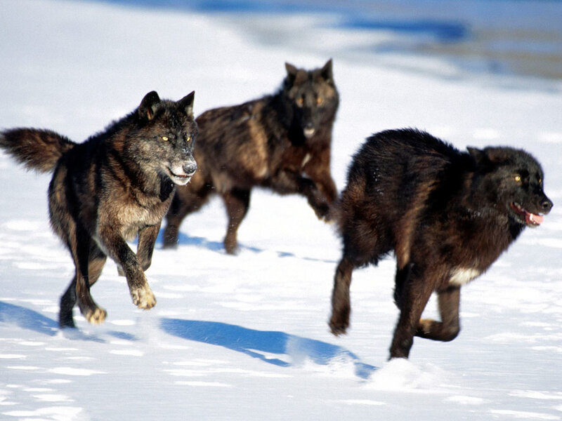 Three Black Wolves Running — Dynamic