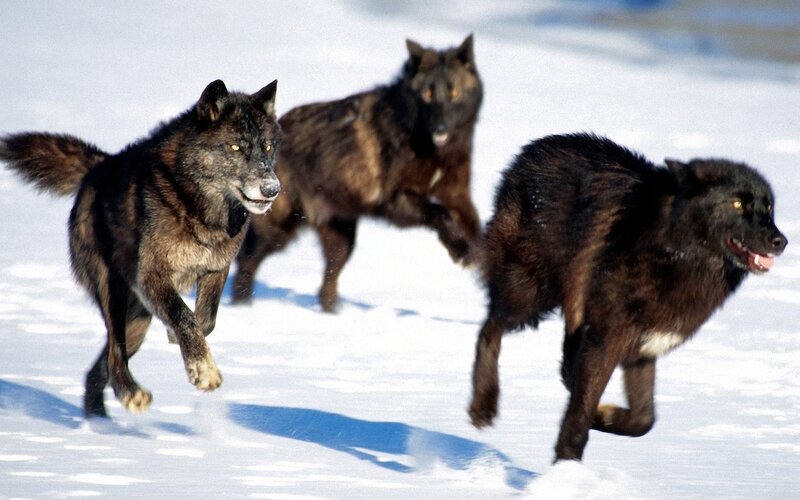 Three Black Wolves Running