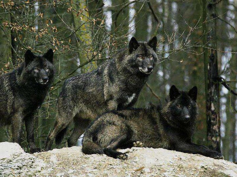Three Black Wolves