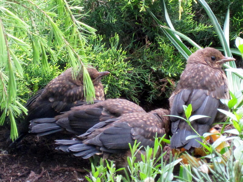 Three Blackbird Chicks