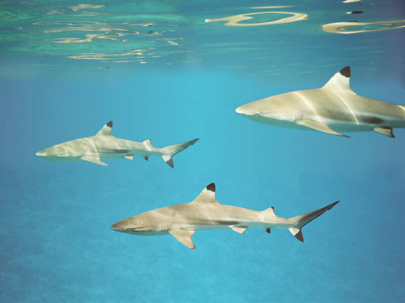 Three Blacktip Reef Sharks