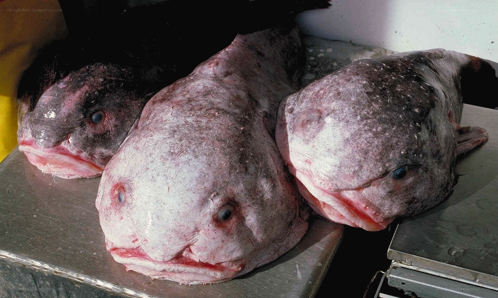 Three blobfish on a table