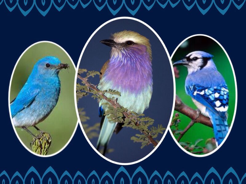 Three Blue Birds — Calm