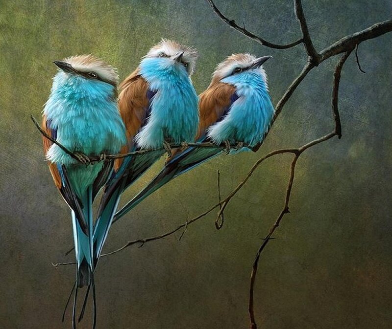 Three Blue Birds — Serene