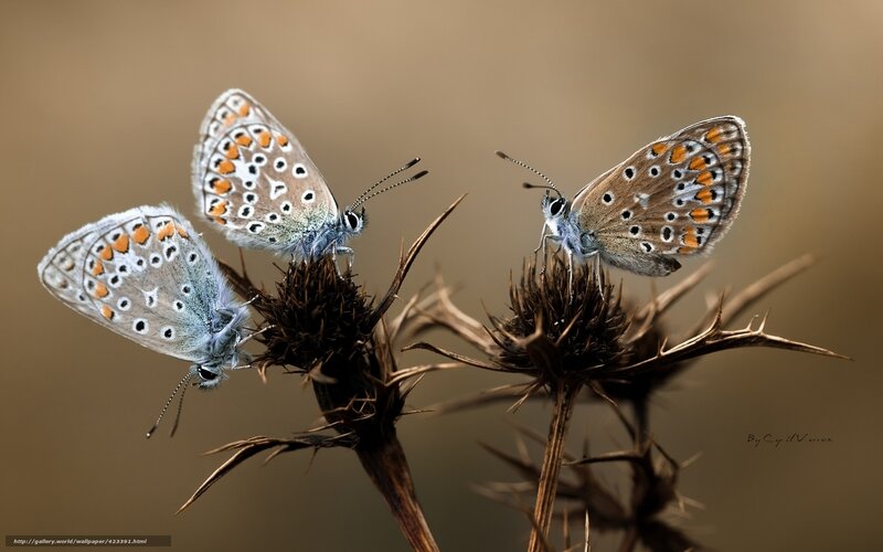 Three Blue Butterflies — Brown, Calm