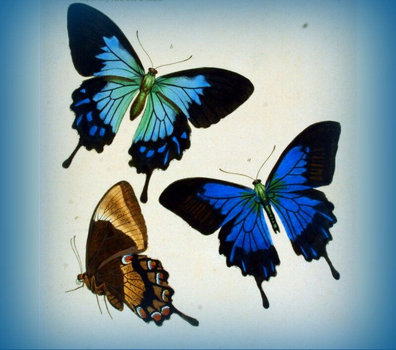 Three Blue Butterflies — Calm