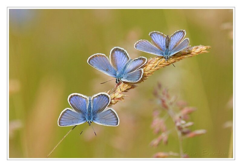 Three blue butterflies on a stem