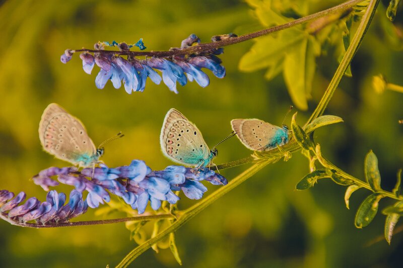 Three Blue Butterflies — Serene, Afternoon, Photograph