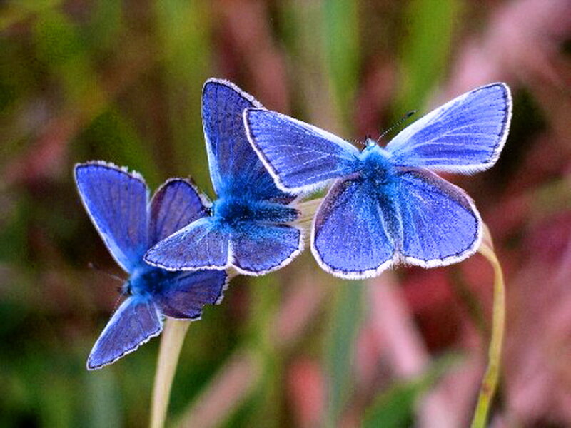 Three Blue Butterflies — Serene, Afternoon