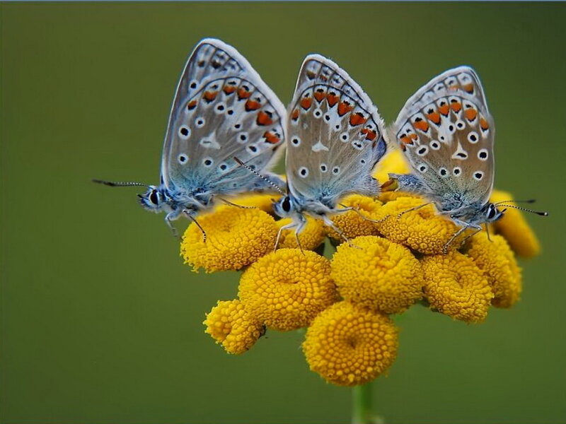 Three Blue Butterflies — Yellow