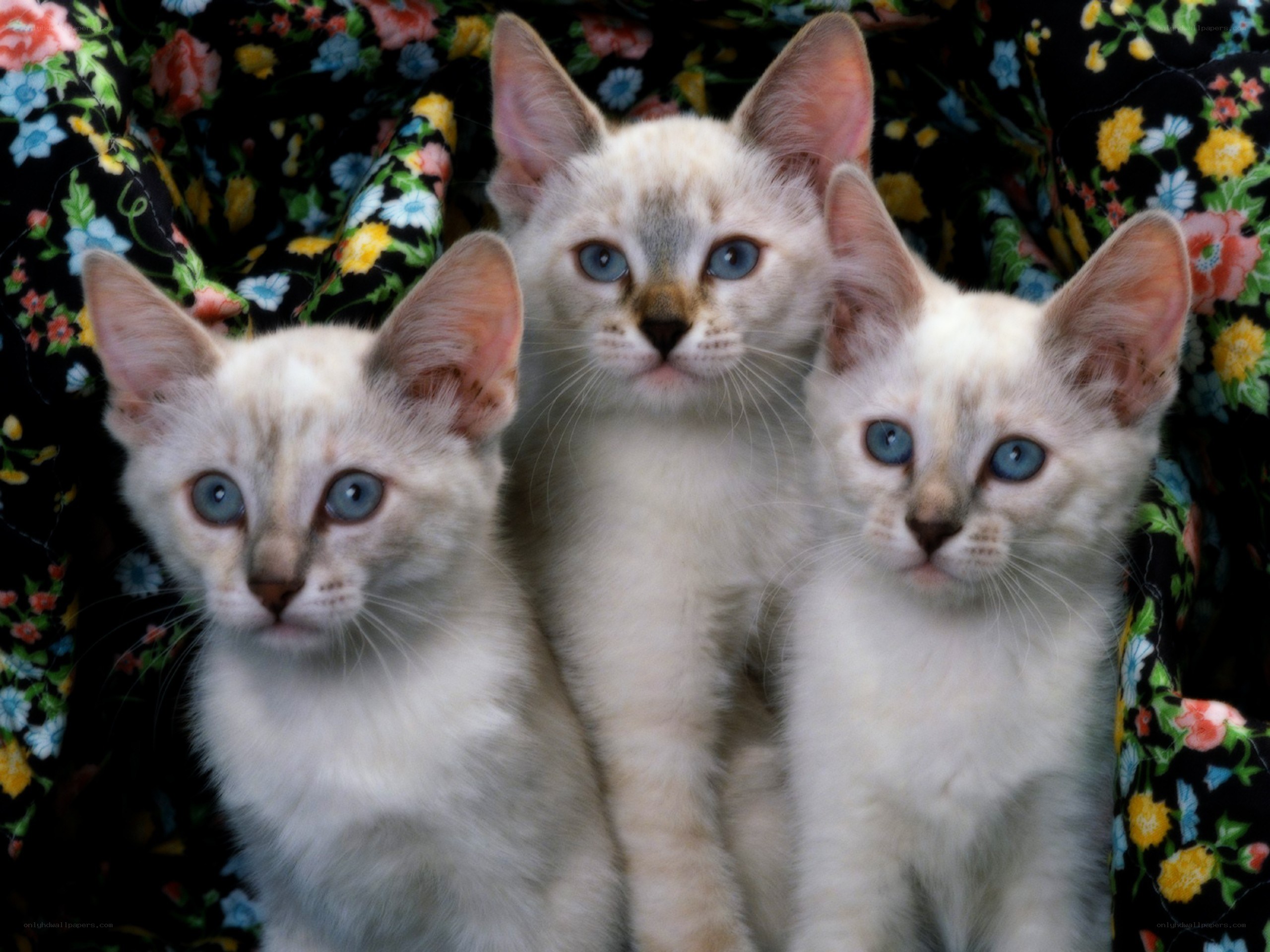 three blue-eyed kittens