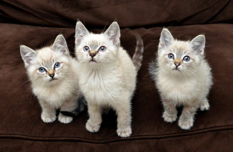 Three Blue-eyed Kittens — Brown