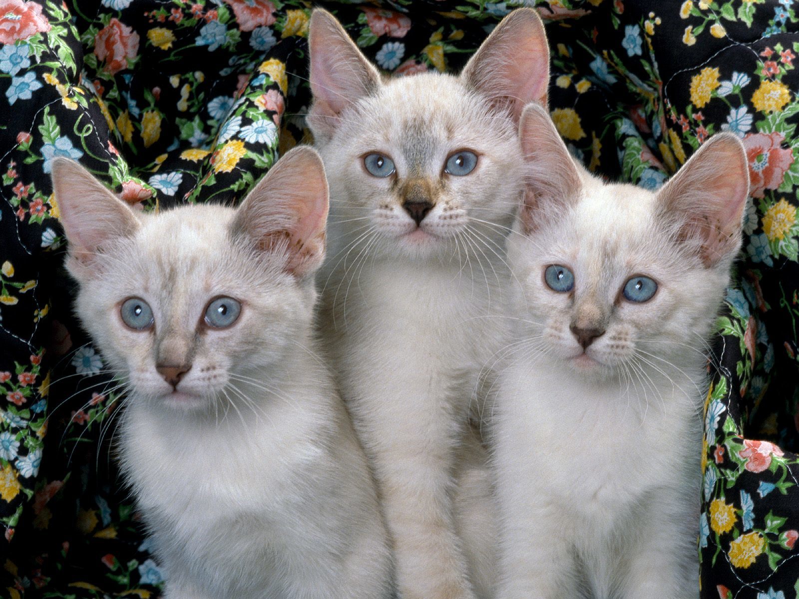 Three blue-eyed kittens together