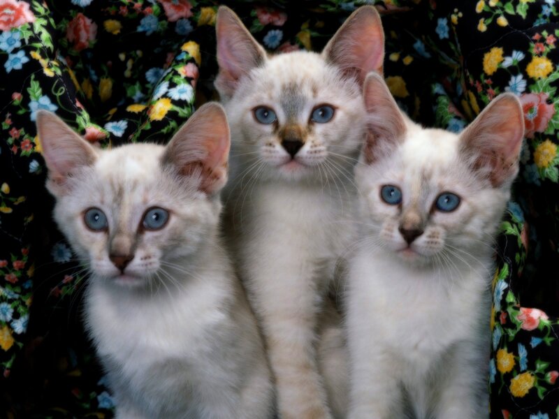 Three Blue-eyed Kittens — White, Calm