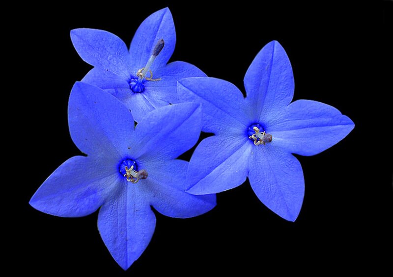 Three Blue Flowers — Dramatic