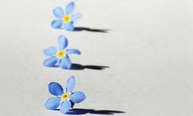 Three Blue Flowers
