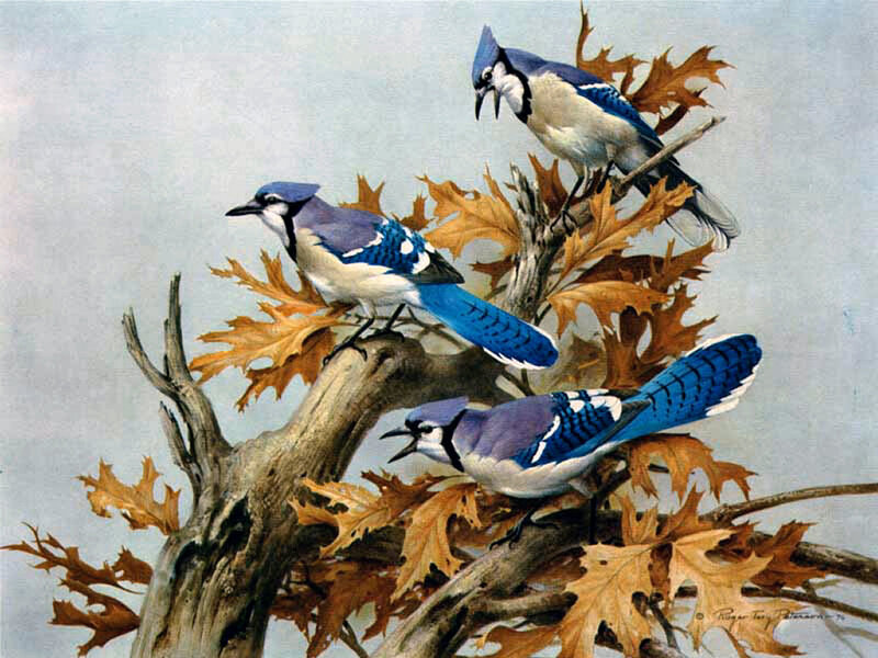Three Blue Jays on Branch