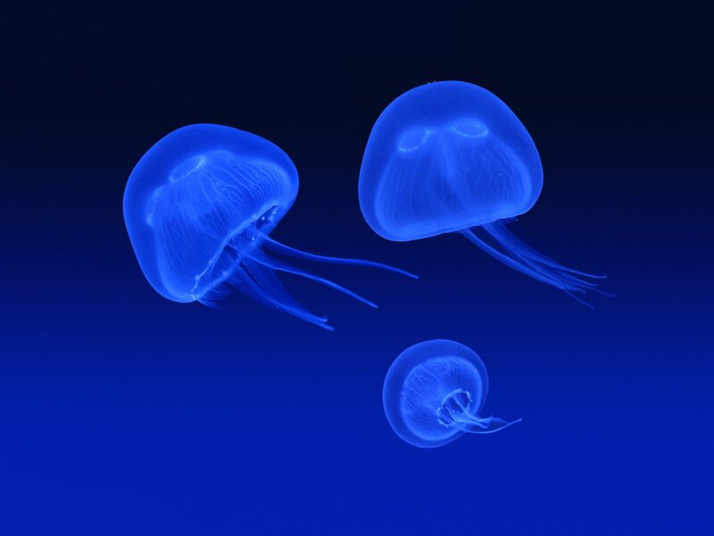 Three Blue Jellyfish — Serene, Photograph