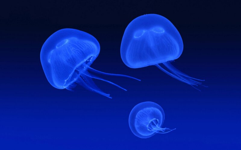 Three Blue Jellyfish — Serene