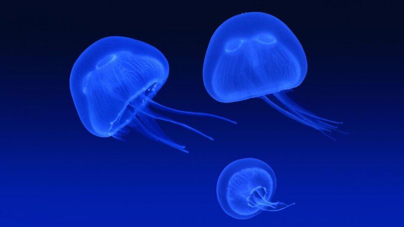 Three Blue Jellyfish