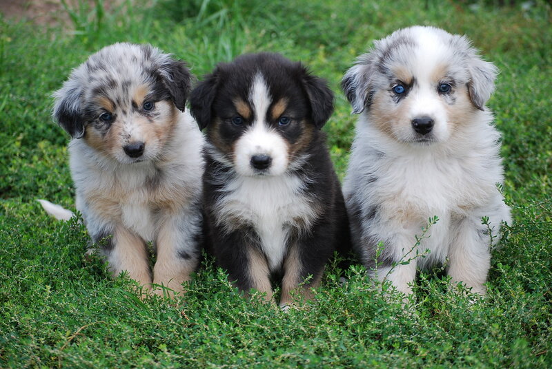 Three Blue Merle Puppies