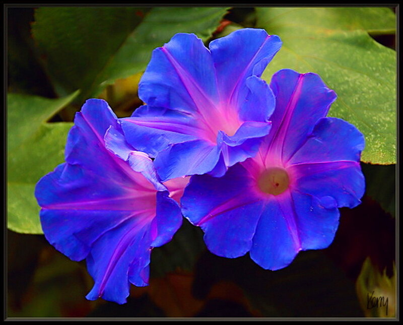 Three Blue Morning Glory Flowers