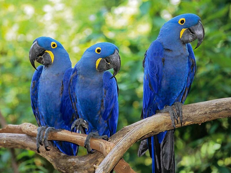 Three blue parrots on a branch