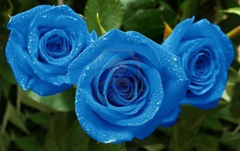 Three Blue Roses — Calm