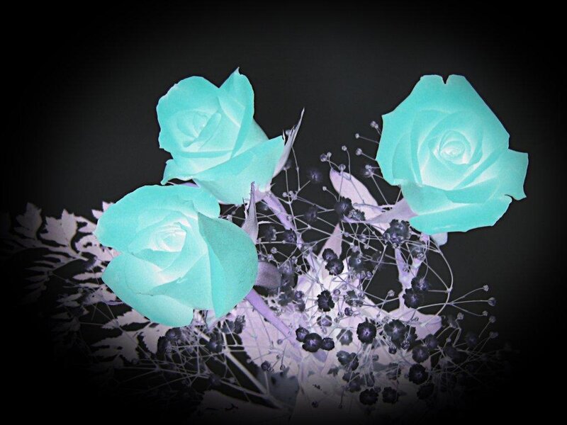 Three Blue Roses — Cyan