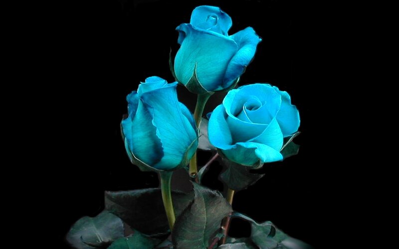 Three Blue Roses — Dramatic, Photograph, Buds