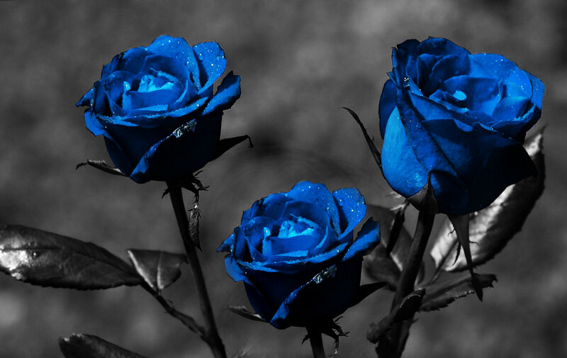 Three Blue Roses — Dramatic, Photograph, Leaves