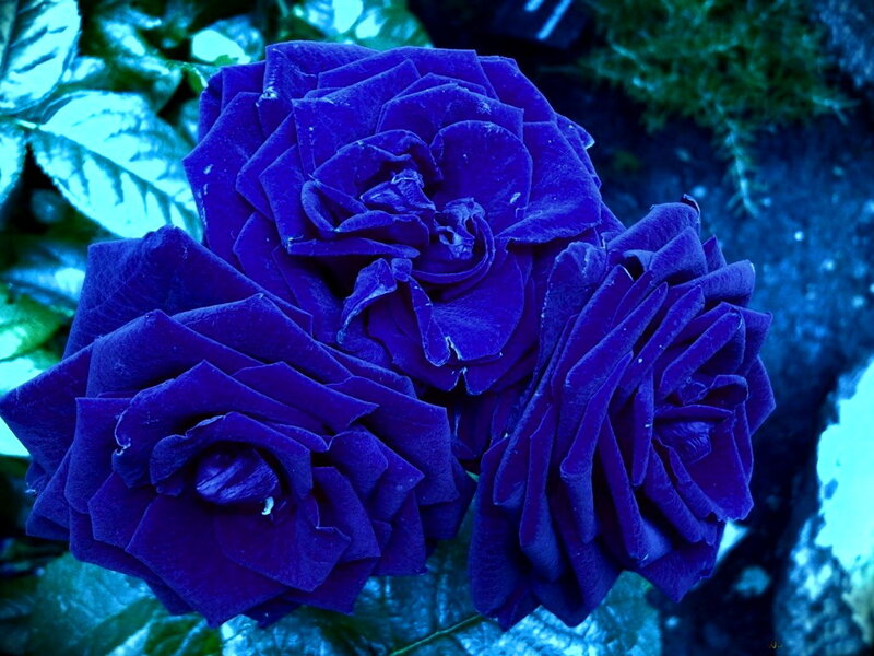 Three Blue Roses — Dramatic, Photograph