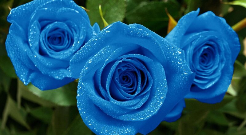 Three Blue Roses — Serene, Photograph