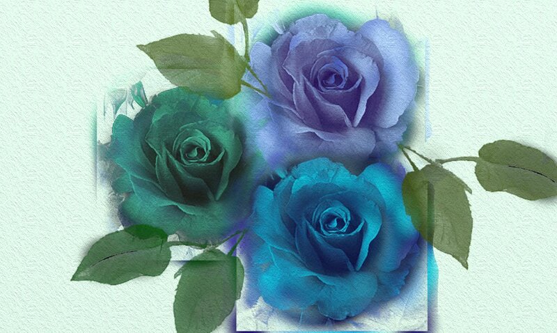 Three Blue Roses — Serene