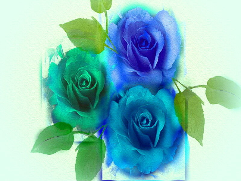 Three Blue Roses